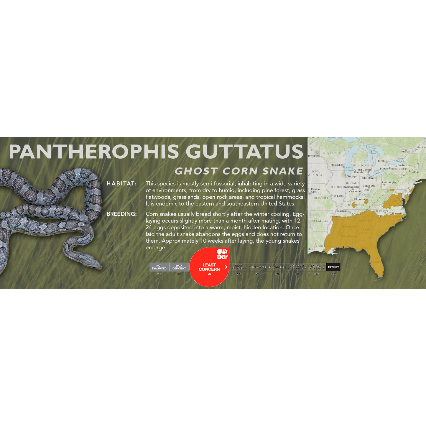 Corn Snake (Pantherophis guttatus) Classic Vivarium Label