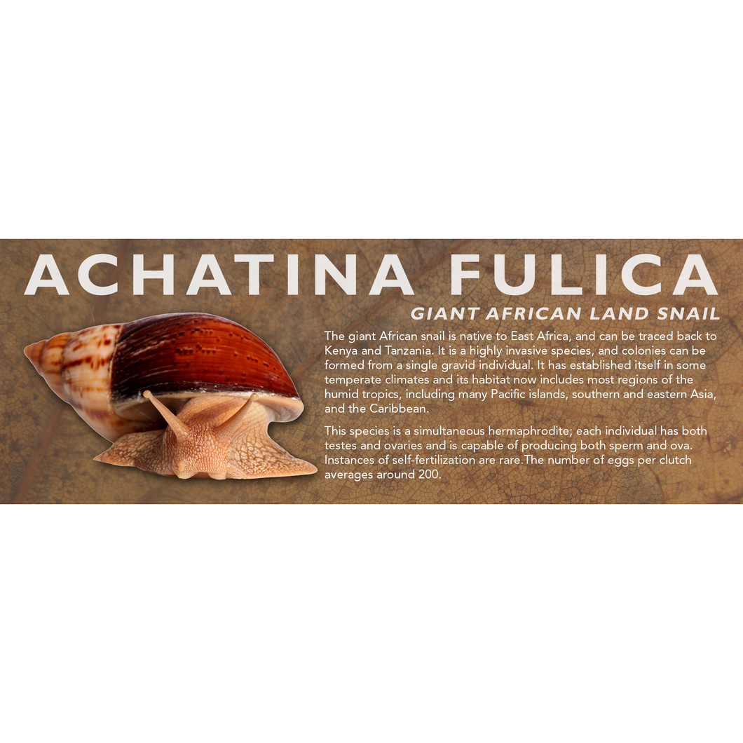 Achatina fulica - Giant African Land Snail Label