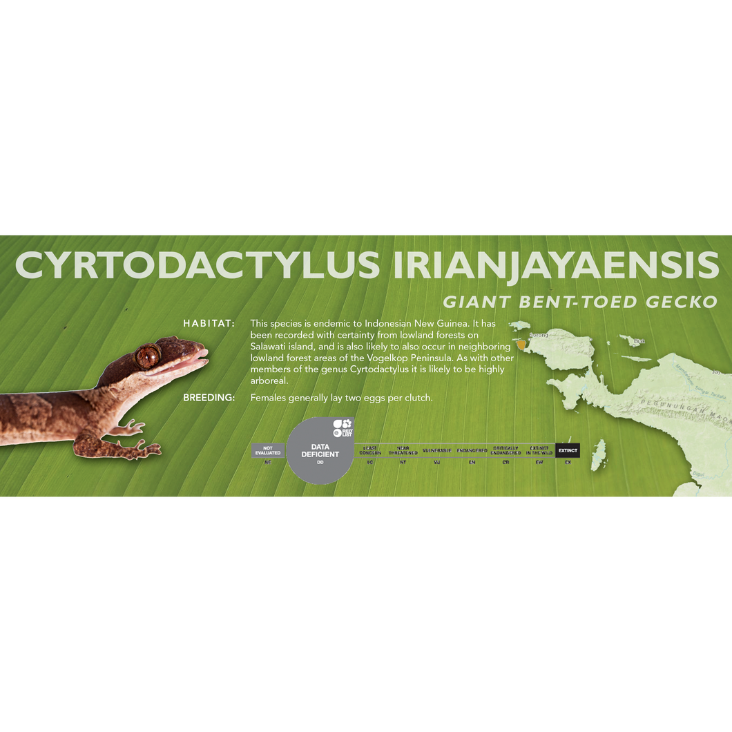 Giant Bent-Toed Gecko (Cyrtodactylus irianjayaensis) Standard Vivarium Label