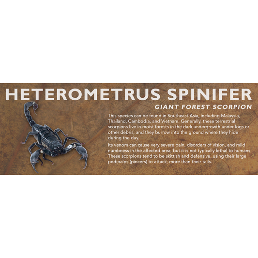 Heterometrus spinifer - Giant Forest Scorpion Label