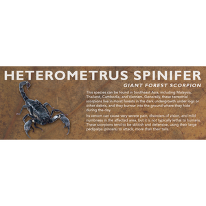 Heterometrus spinifer - Giant Forest Scorpion Label