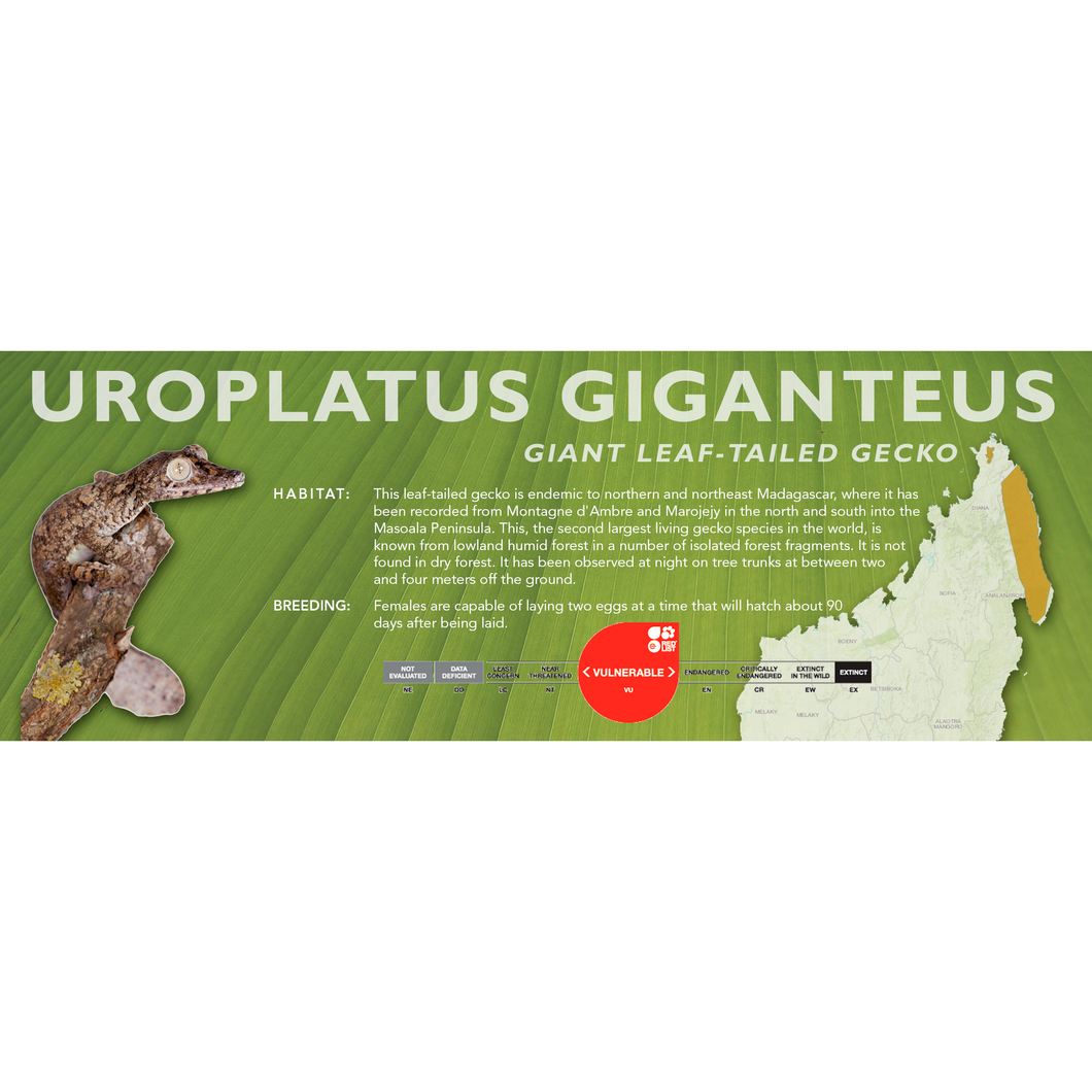 Giant Leaf-Tailed Gecko (Uroplatus giganteus) Standard Vivarium Label