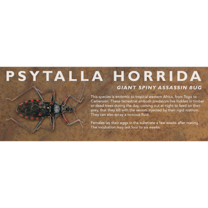 Psytalla horrida (Giant Spiny Assassin Bug) - Insect Label