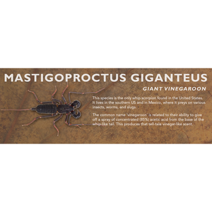 Mastigoproctus giganteus - Giant Vinegaroon Label