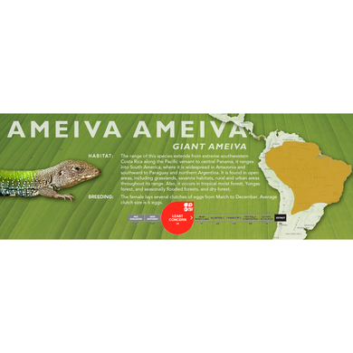 Giant Ameiva (Ameiva ameiva) Standard Vivarium Label