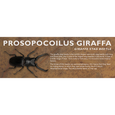 Prosopocoilus giraffa (Giraffe Stag Beetle) - Beetle Label