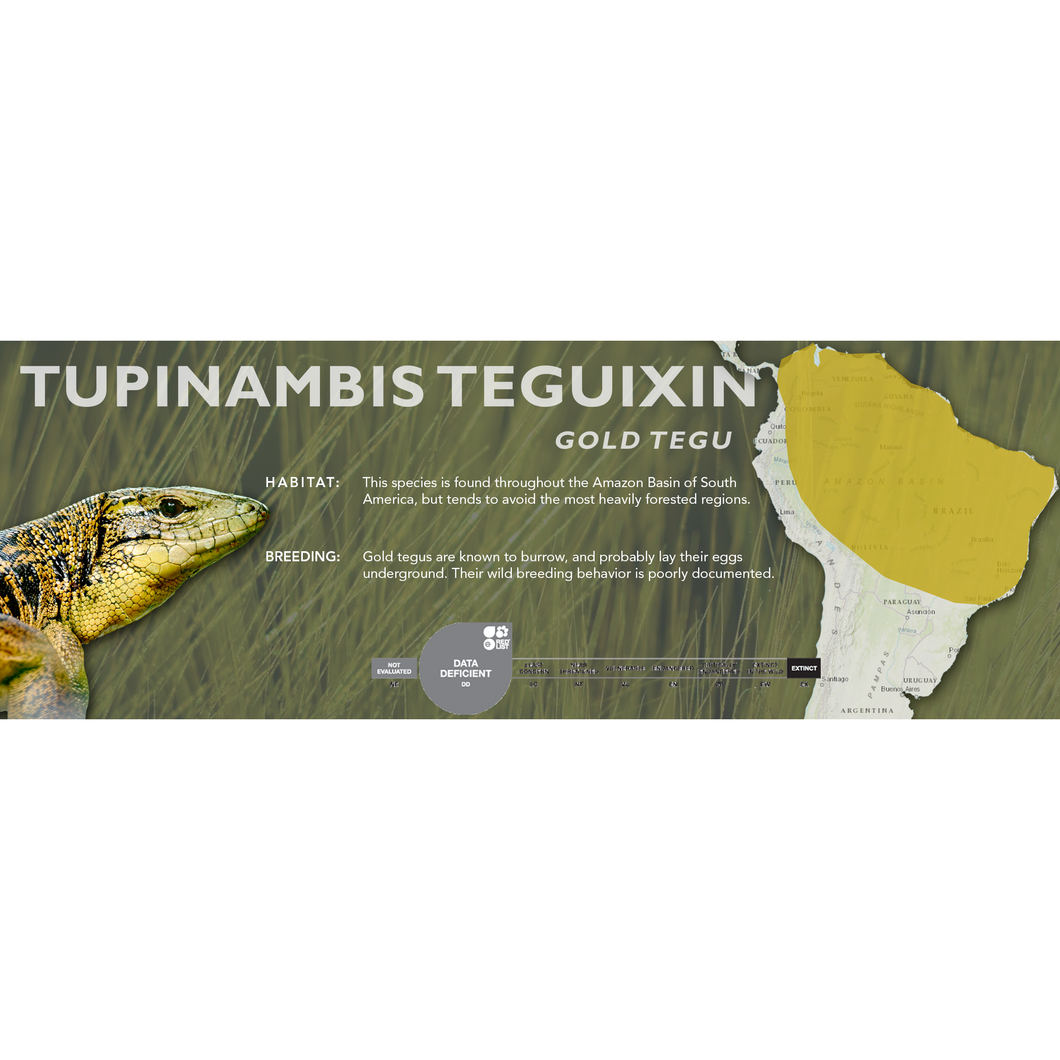Gold Tegu (Tupinambis teguixin) Standard Vivarium Label