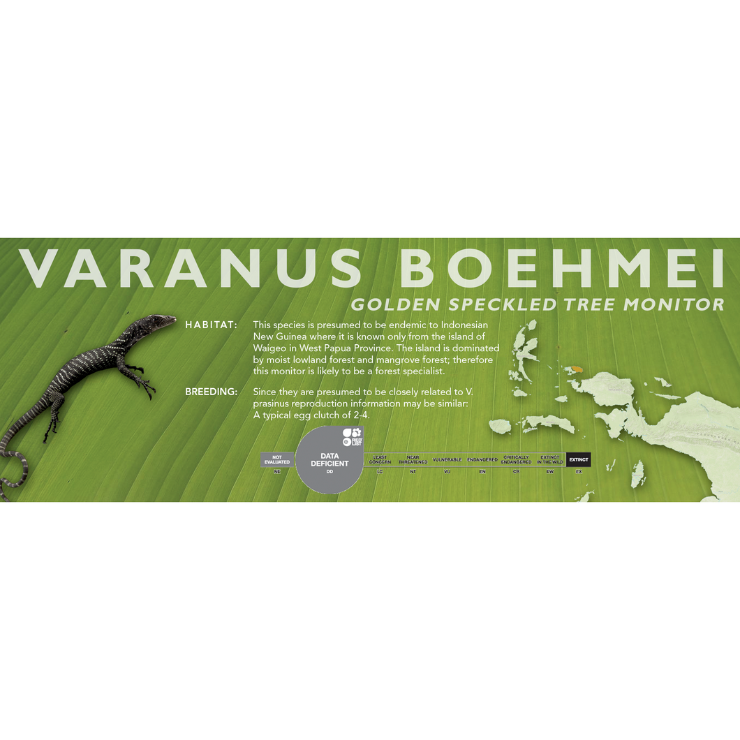 Golden Speckled Tree Monitor (Varanus boehmei) Standard Vivarium Label