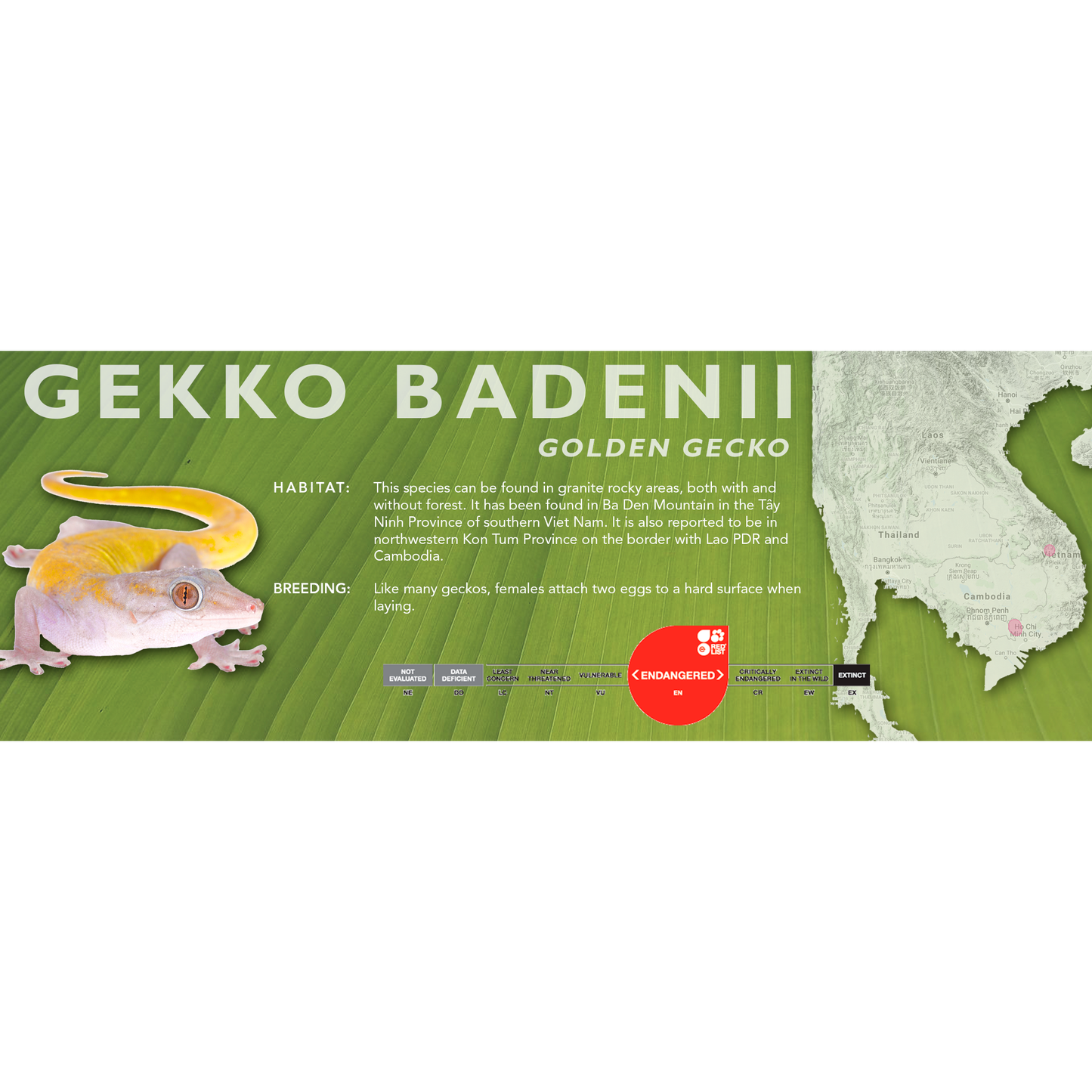 Golden Gecko (Gekko badenii) Classic Vivarium Label