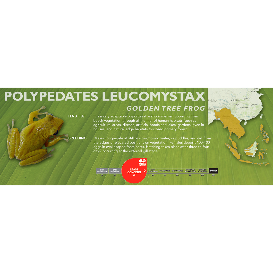 Golden Tree Frog (Polypedates leucomystax) - Standard Vivarium Label