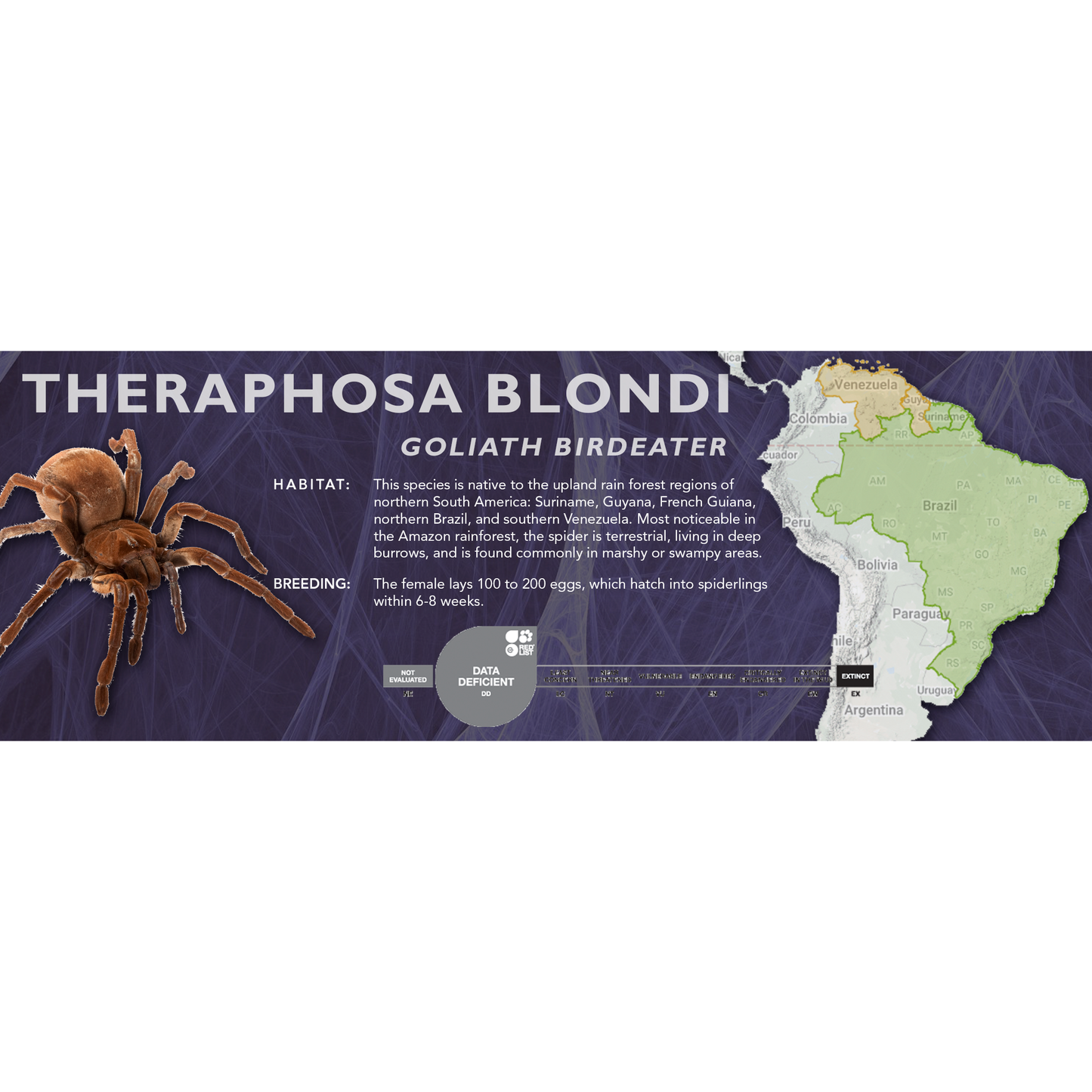 Goliath Birdeater (Theraphosa blondi) - Standard Vivarium Label