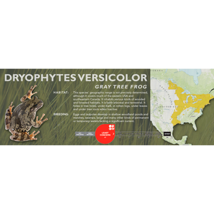 Gray Tree Frog (Dryophytes versicolor) - Standard Vivarium Label