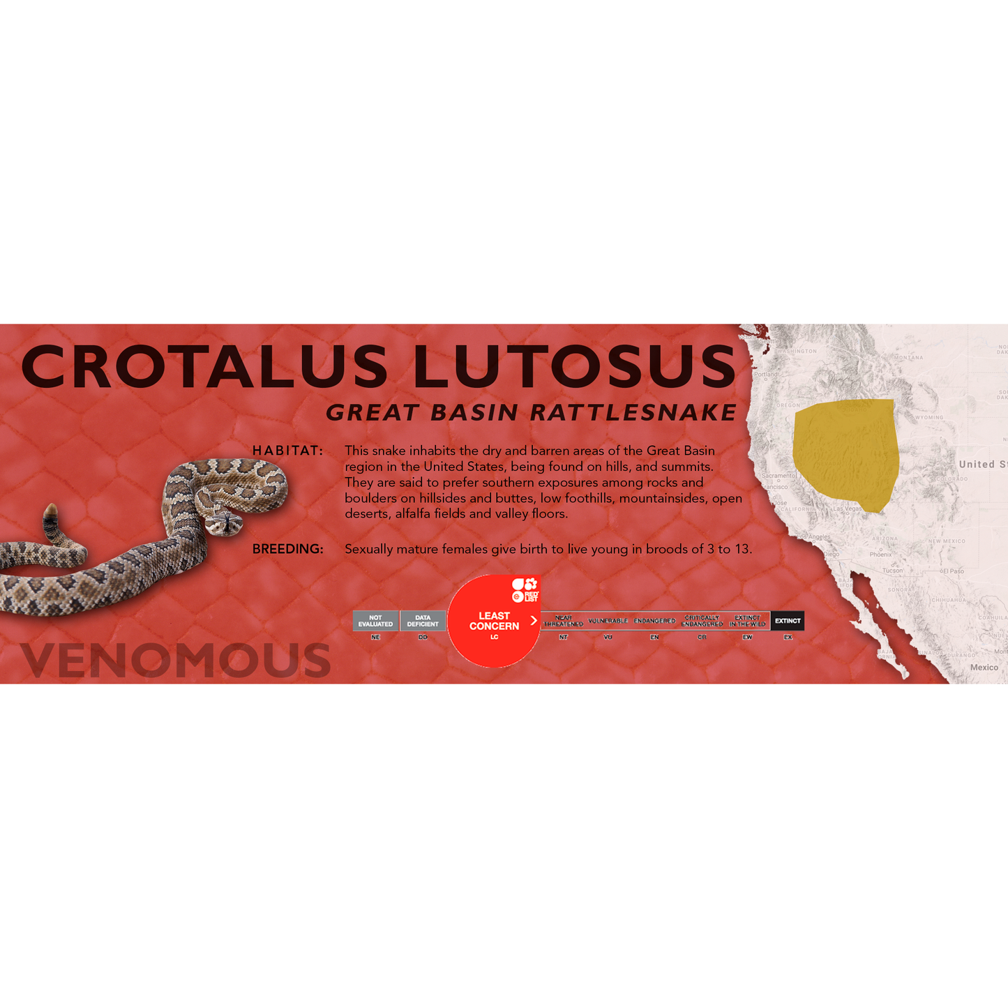 Great Basin Rattlesnake (Crotalus lutosus) Classic Vivarium Label