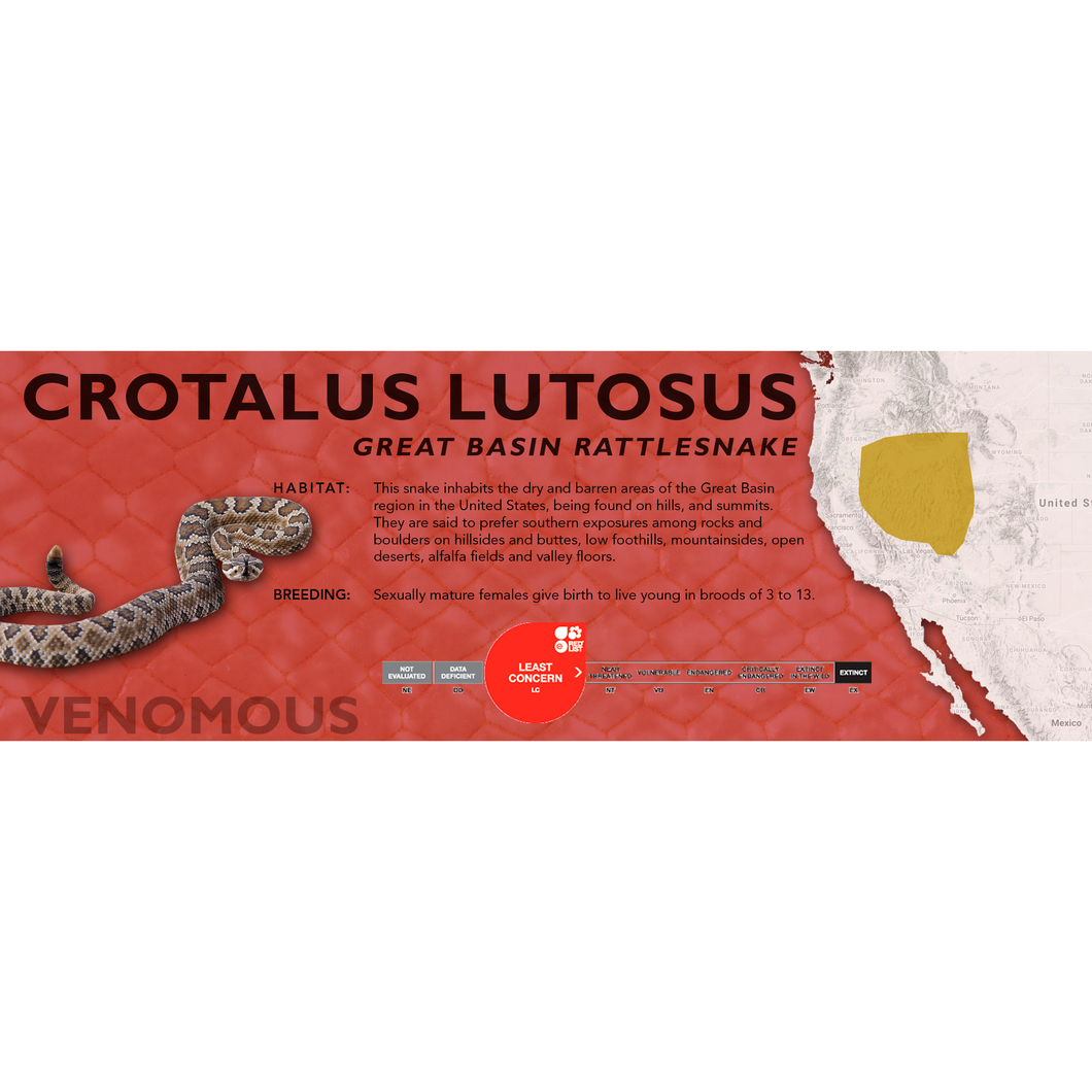 Great Basin Rattlesnake (Crotalus lutosus) Standard Vivarium Label