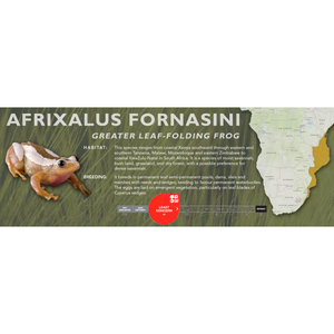Greater Leaf-Folding Frog (Afrixalus fornasini) - Standard Vivarium Label