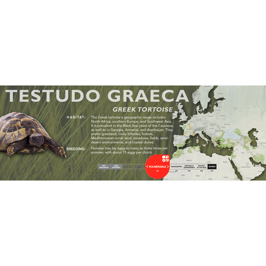 Greek Tortoise (Testudo graeca) - Standard Vivarium Label