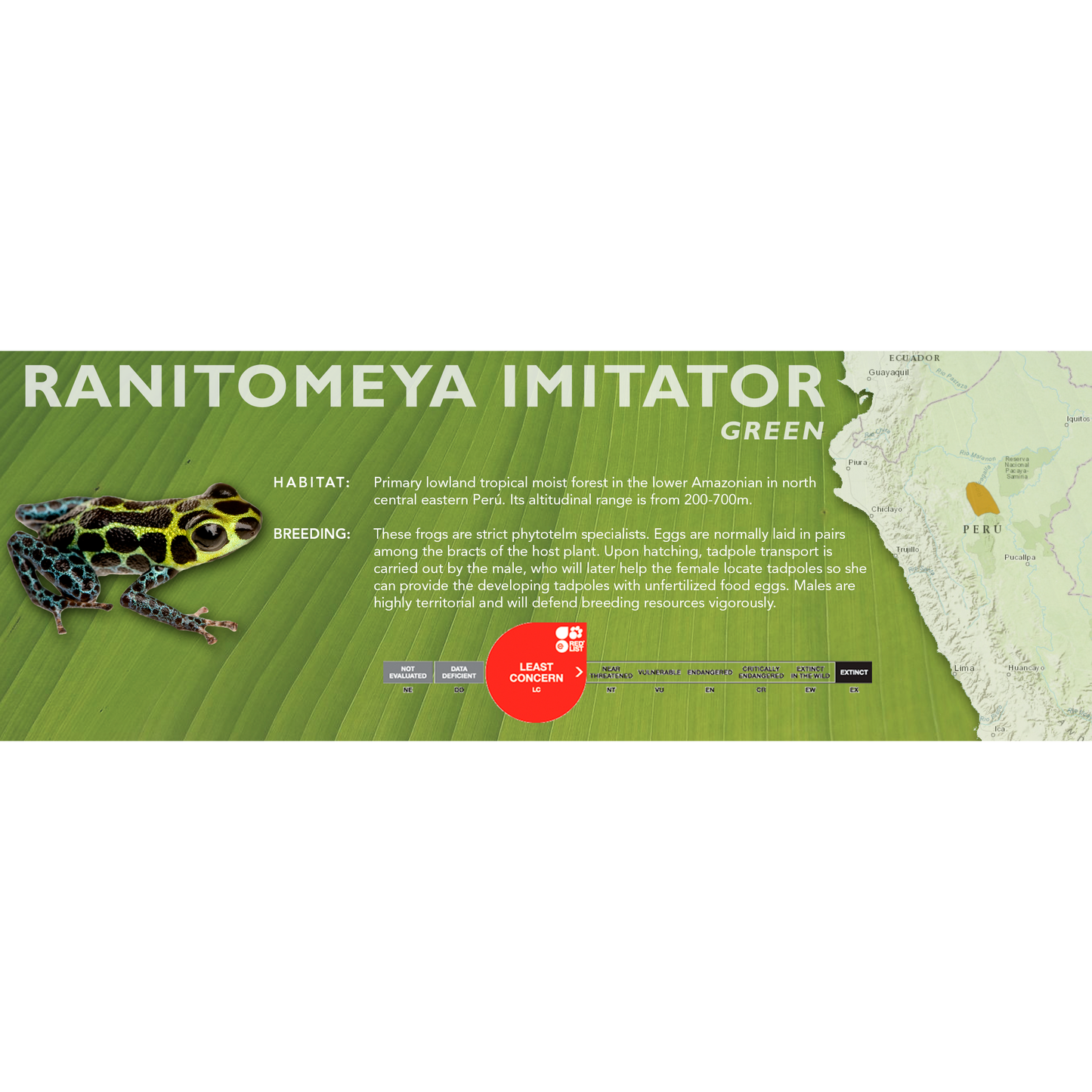 Ranitomeya imitator - Standard Vivarium Label