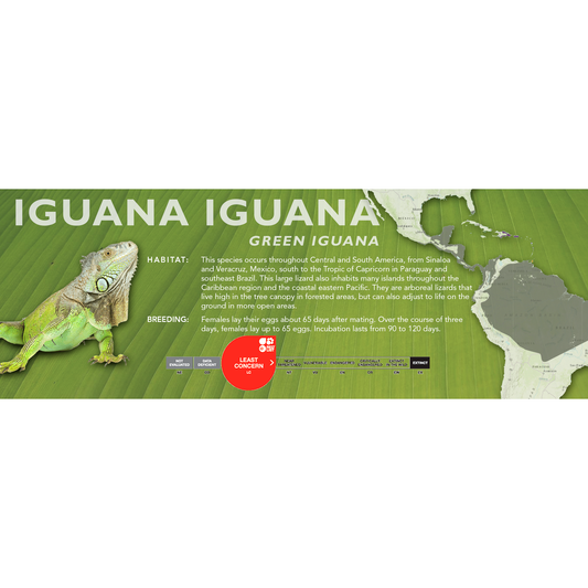 Green Iguana (Iguana iguana) Classic Vivarium Label