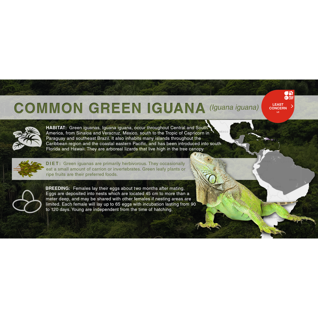 Common Green Iguana (Iguana iguana) - Aluminum Sign