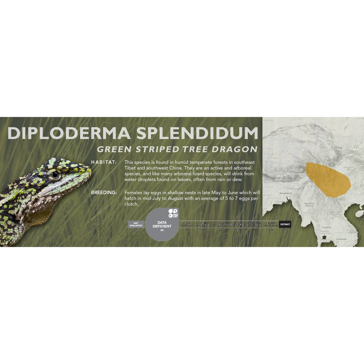 Green Striped Tree Dragon (Diploderma splendidum) Classic Vivarium Label