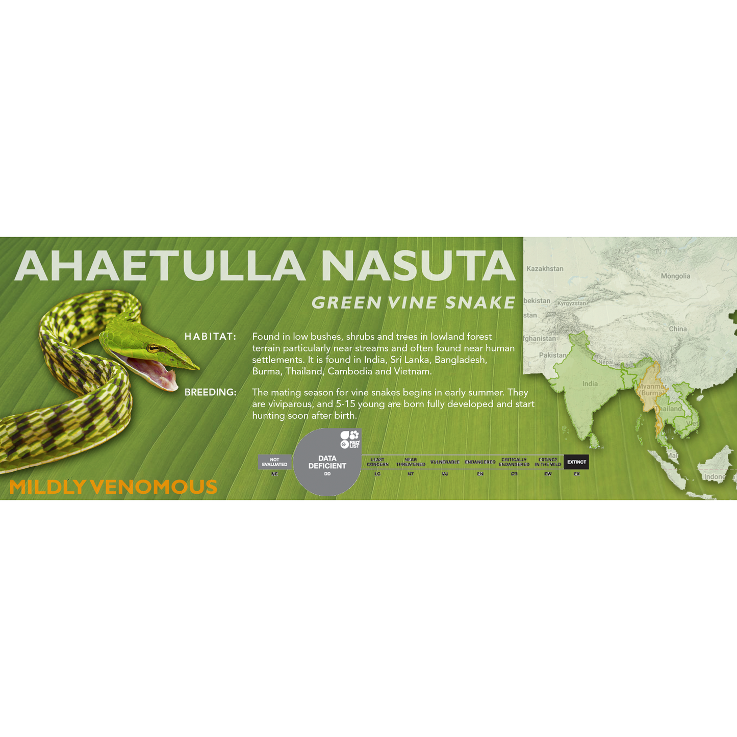 Green Vine Snake (Ahaetulla nasuta) Standard Vivarium Label