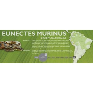 Green Anaconda (Eunectes murinus) Standard Vivarium Label