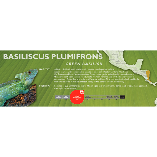 Green Basilisk (Basiliscus plumifrons) Classic Vivarium Label