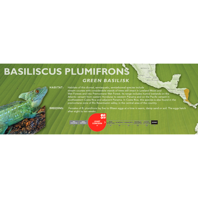 Green Basilisk (Basiliscus plumifrons) Standard Vivarium Label