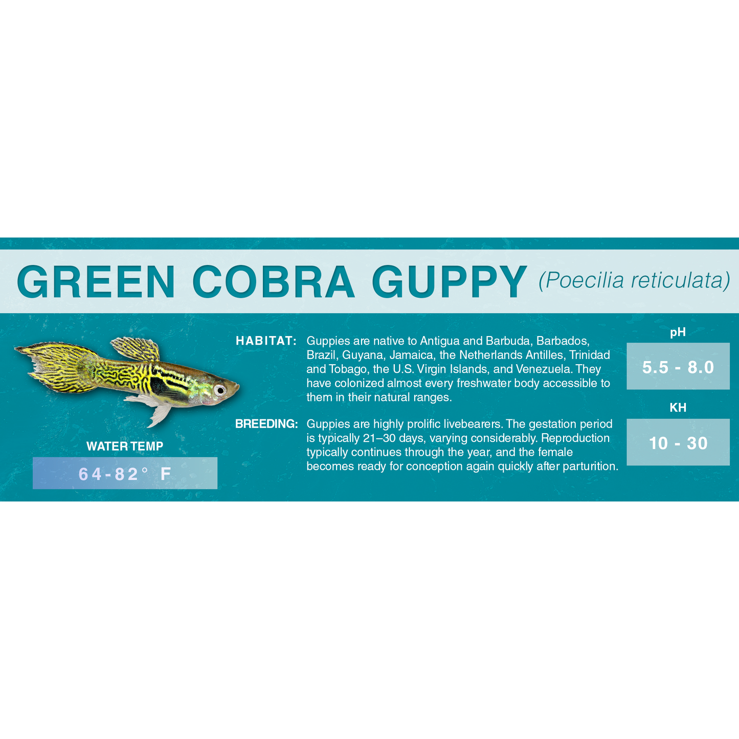 Guppy (Poecilia reticulata) - Standard Aquarium Label