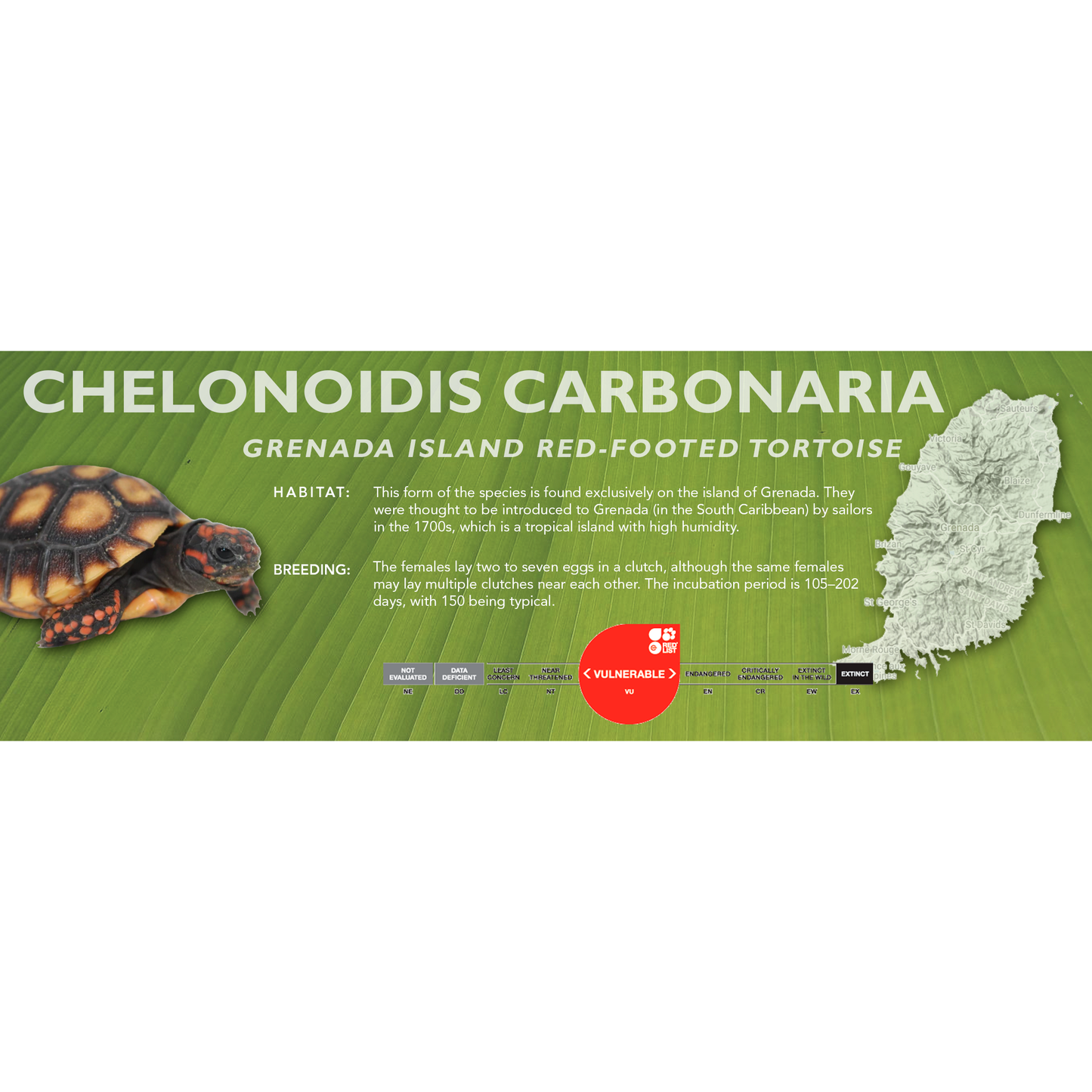 Red-Footed Tortoise (Chelonoidis carbonaria) - Classic Vivarium Label