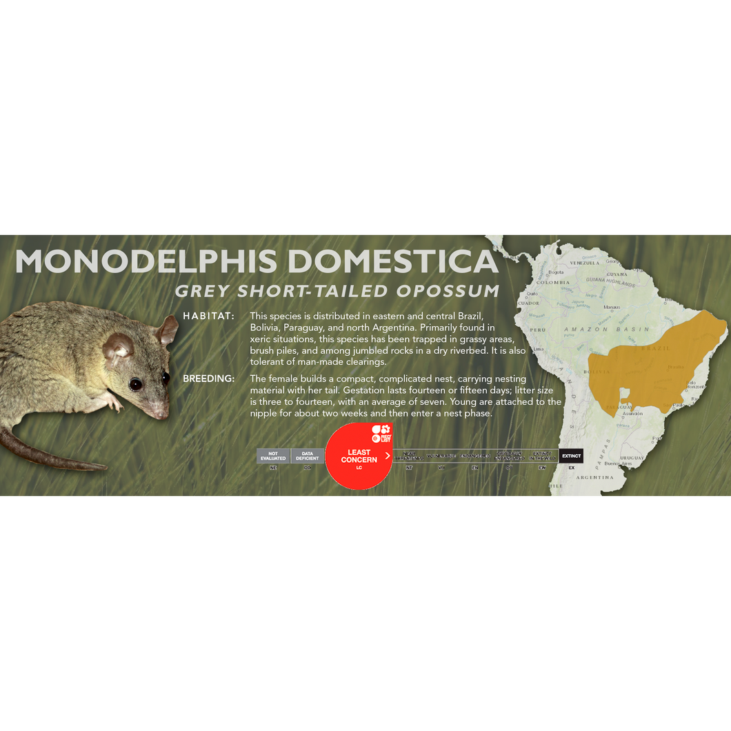Grey Short-Tailed Opossum (Monodelphis domestica) - Standard Vivarium Label