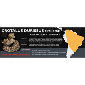 Cascabel Rattlesnake (Crotalus durissus) Standard Vivarium Label