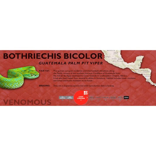 Guatemala Palm Pit Viper (Bothriechis bicolor) Classic Vivarium Label