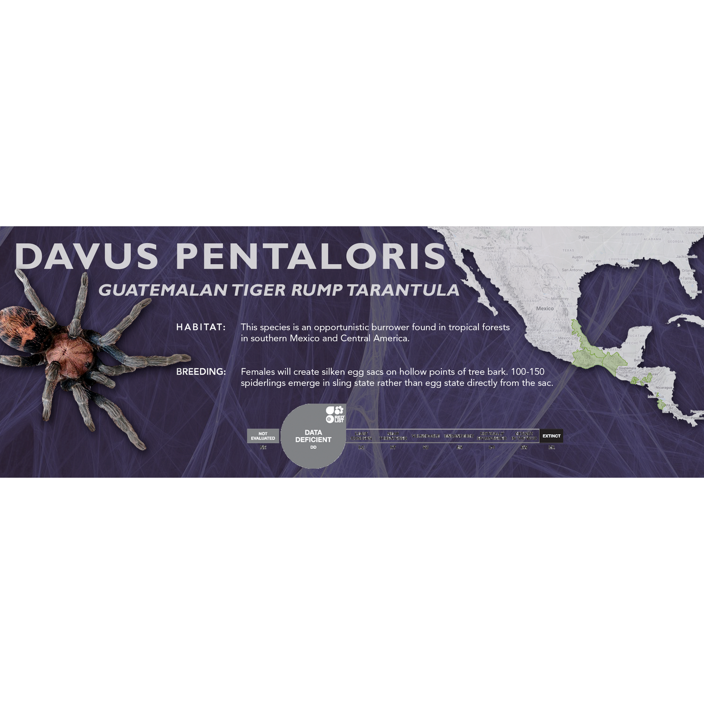 Guatemalan Tiger Rump Tarantula (Davus pentaloris) - Standard Vivarium Label