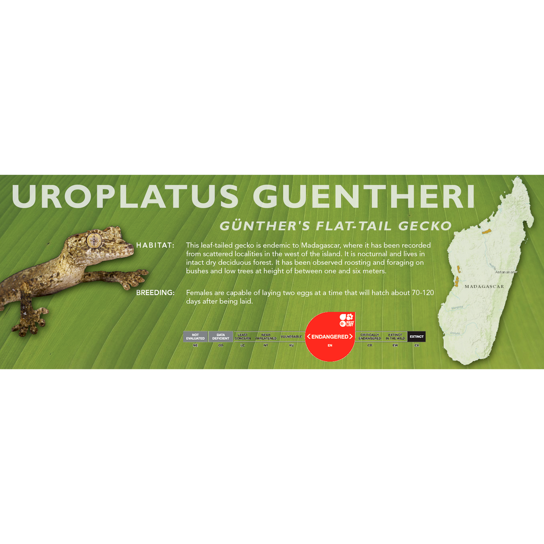 Günther's Flat-Tail Gecko (Uroplatus guentheri) Standard Vivarium Label