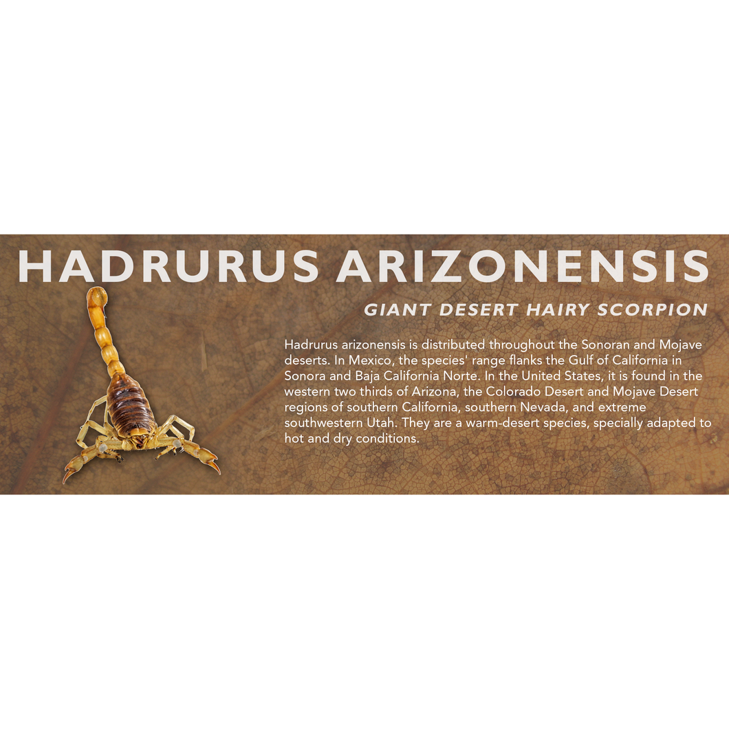 Hadrurus arizonensis - Giant Desert Hairy Scorpion Label