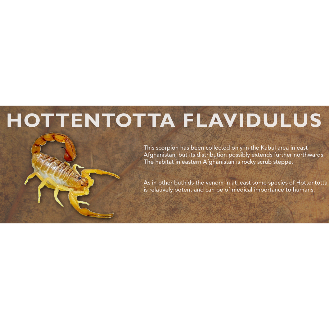 Hottentotta flavidulus - Scorpion Label