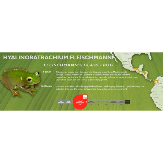 Fleischmann's Glass Frog (Hyalinobatrachium fleischmanni) - Classic Vivarium Label