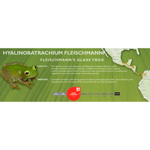 Fleischmann's Glass Frog (Hyalinobatrachium fleischmanni) - Standard Vivarium Label