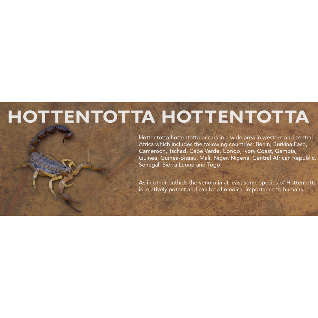 Hottentotta hottentotta - Scorpion Label