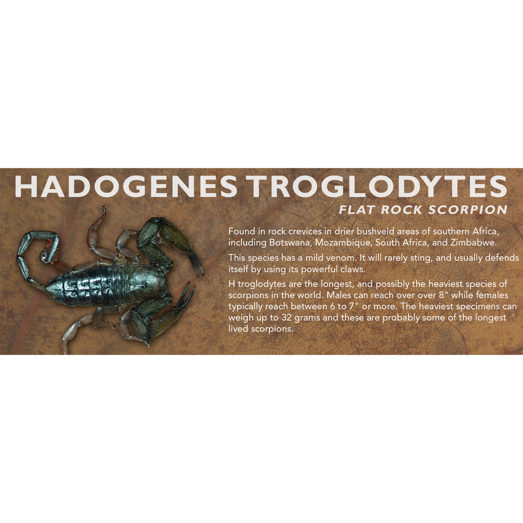 Hadogenes troglodytes - Flat Rock Scorpion Label