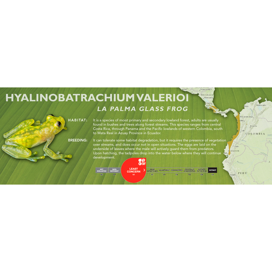 La Palma Glass Frog (Hyalinobatrachium valerioi) - Classic Vivarium Label