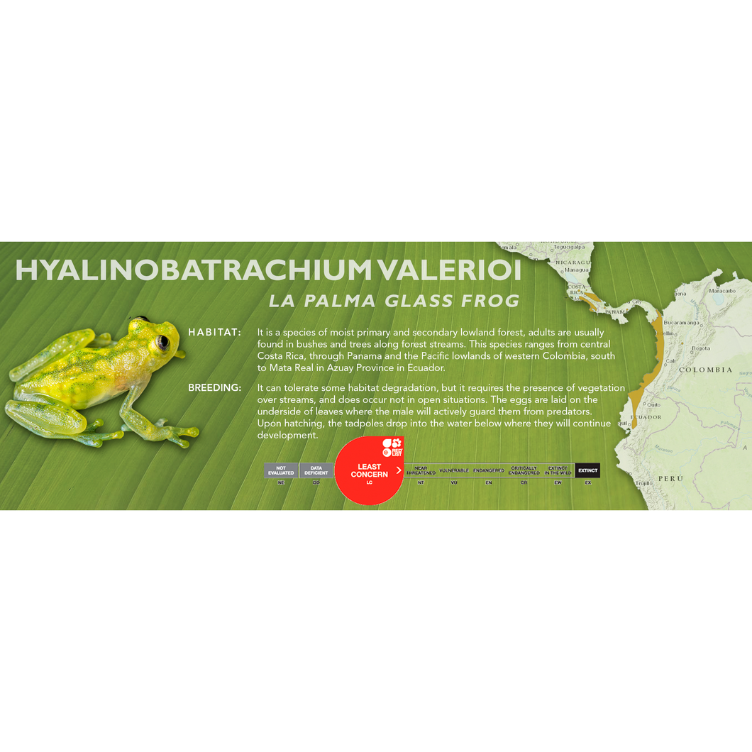 La Palma Glass Frog (Hyalinobatrachium valerioi) - Standard Vivarium Label