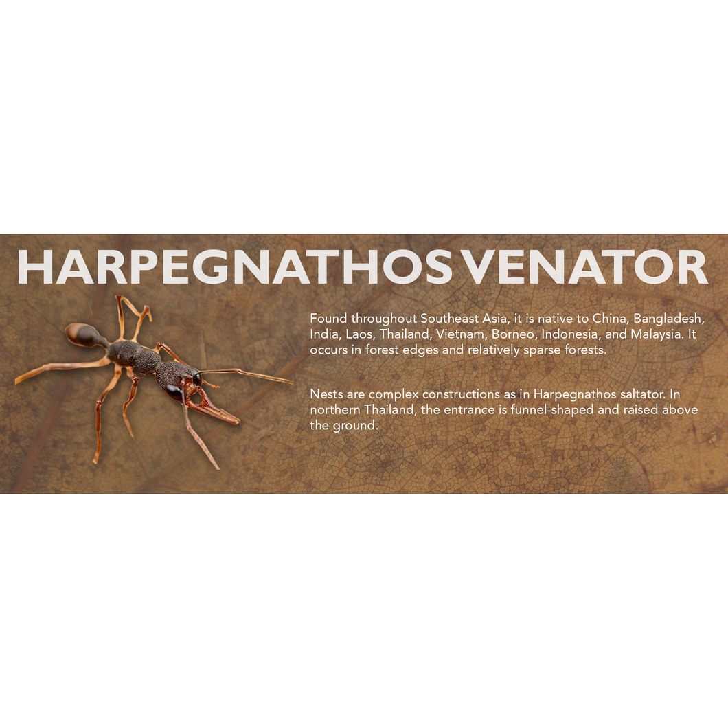 Harpegnathos venator - Ant Label