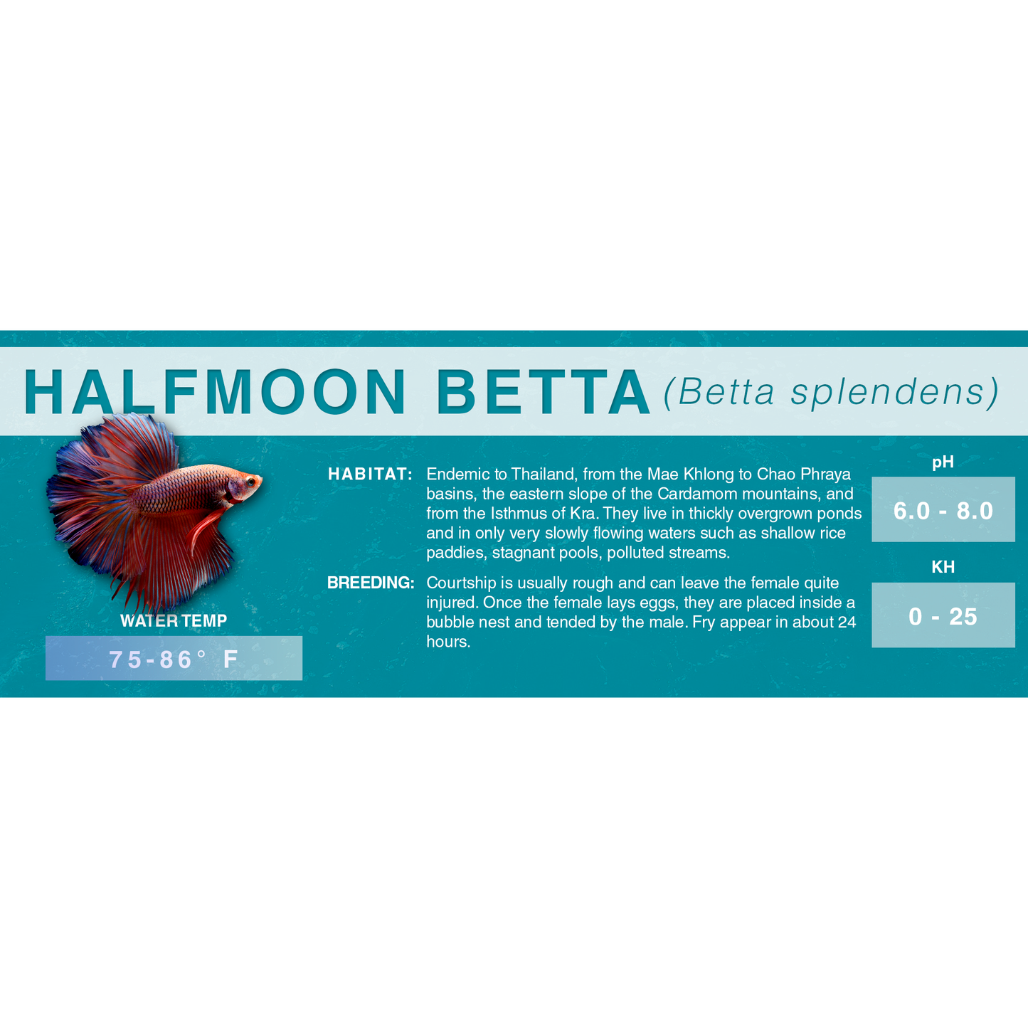 Betta Fish (Betta splendens) - Standard Aquarium Label