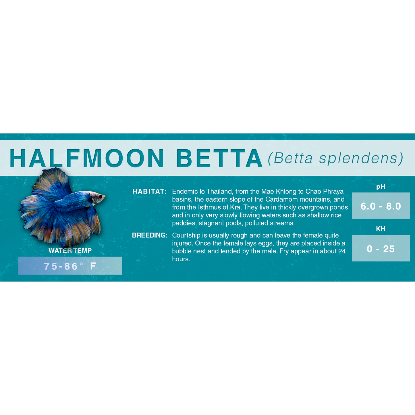 Betta Fish (Betta splendens) - Standard Aquarium Label