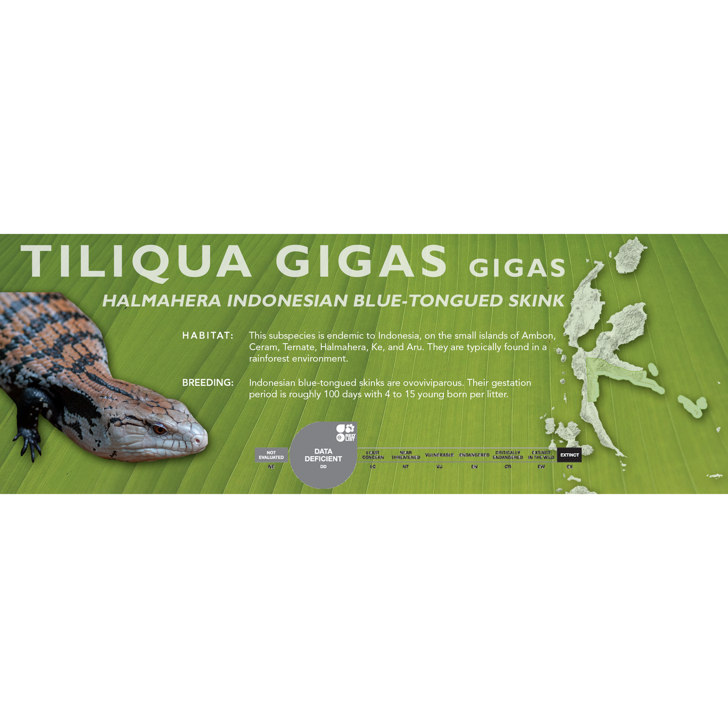 Indonesian Blue-Tongued Skink (Tiliqua gigas) Standard Vivarium Label