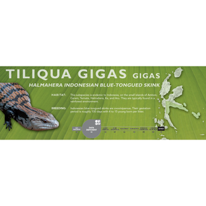 Indonesian Blue-Tongued Skink (Tiliqua gigas) Standard Vivarium Label