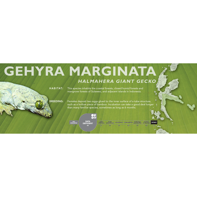 Halmahera Giant Gecko (Gehyra marginata) Standard Vivarium Label