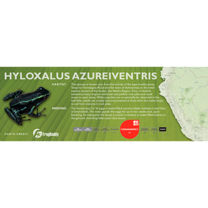Hyloxalus azureiventris - Standard Vivarium Label